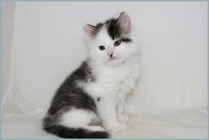 Male Siberian Kitten from Deedlebug Siberians